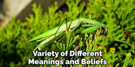 Ancient Beliefs and Cultures: Tracing the Origins of Mantis Symbolism