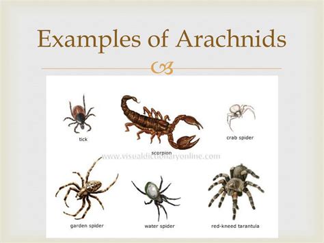 Ancient Folklore and Arachnid Significance