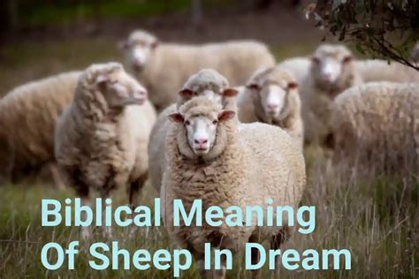 Ancient Significance of Sheep in Dreams