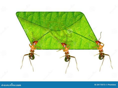 Ants as Messengers of Hidden Desires or Worries