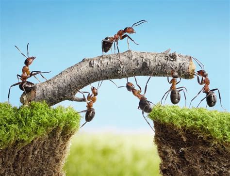 Ants as Symbols of Diligence and Persistence