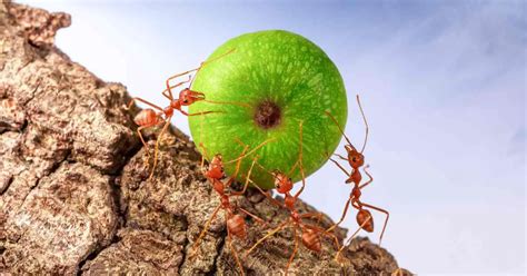 Ants as Symbols of Hard Work and Determination