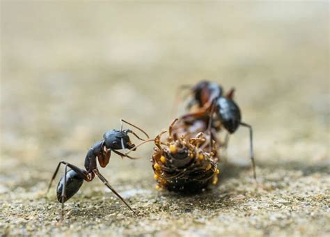 Ants in Dreams: A Sign of Hard Work