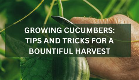 Applying the Insights and Wisdom Gained from Cucumber Harvesting Dreams to Real-life Situations