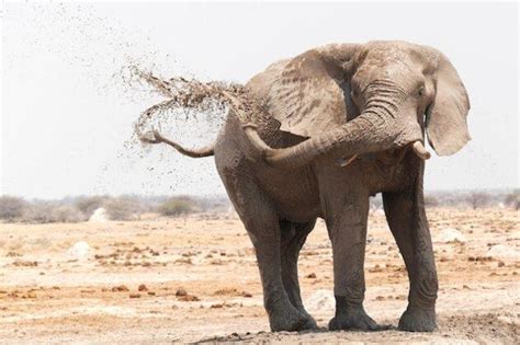 Aquatic Adaptation: Understanding the Fascinating Water Behavior of Elephants