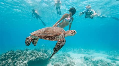 Aquatic Delights: Snorkeling with Sea Turtles