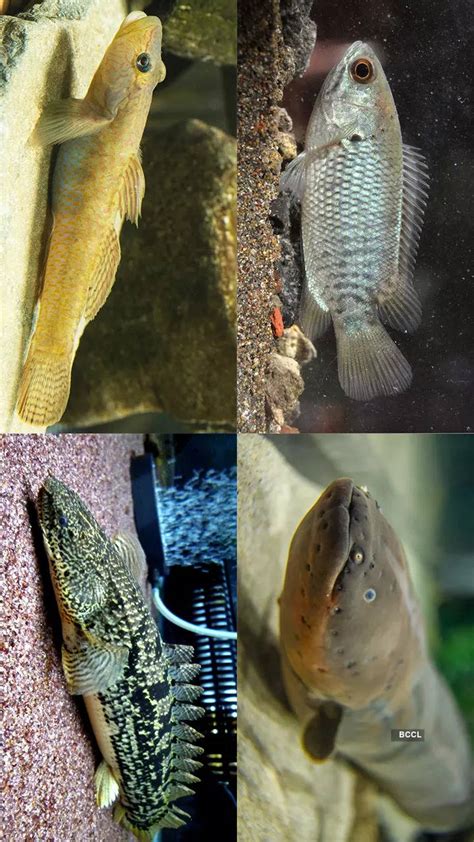 Aquatic Marvels: Remarkable Adaptations of the Enormous Fish