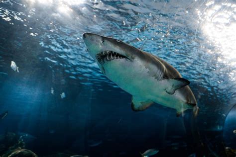 Are Dreams of Shark Demise Presaging Danger or Transformation?