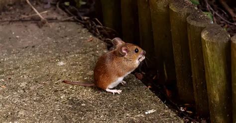 Are You Facing a Real Nightmare? A Troublesome Situation with Unwanted Rodents