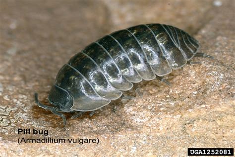 Armadillidiidae: A Tiny Arthropod with Multiple Names