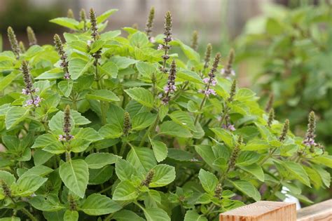 Assessing the Ecological Impact of Cultivating the Sacred Tulsi Herb