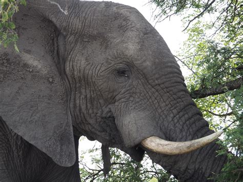 Astonishing Encounters: Tales of Those who Envision the Majestic Crimson Pachyderm