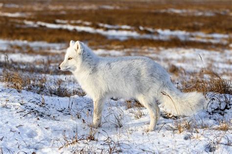 Astonishing Life Journey of the Enigmatic Arctic Vulpes From Siberia