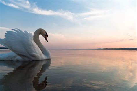 Attracting the Energy of Swans into Your Life