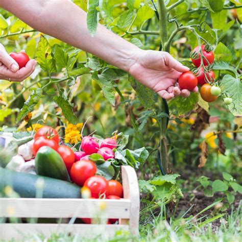 Avoiding Common Pitfalls in Cultivating Vegetables: Ensuring a Successful Garden