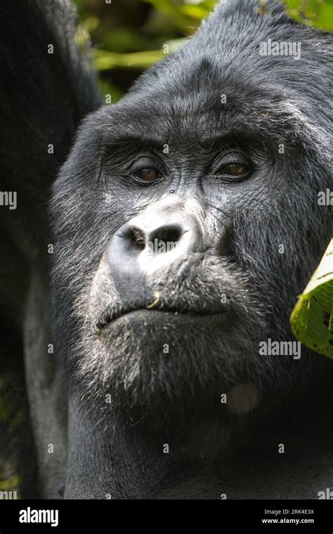 Awe-Inspiring Encounters: Experiencing the Majesty of Gorillas up Close