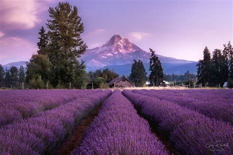 Awe-inspiring Landscapes: Revealing the Majesty of Lavender Peaks