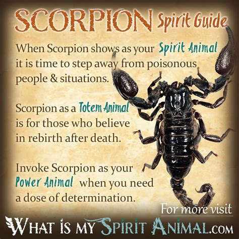 Balancing Darkness and Light: Exploring the Dualistic Nature of Scorpion Symbolism