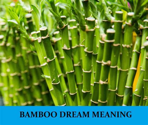 Bamboo Dreams and Emotional States: Unraveling the Connection Between Mood and Symbolism