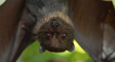 Bat Basics: What You Should Know about these Enigmatic Creatures