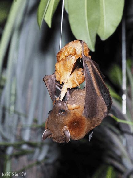 Bat Conservation: The Significance of Safeguarding these Vital Pollinators