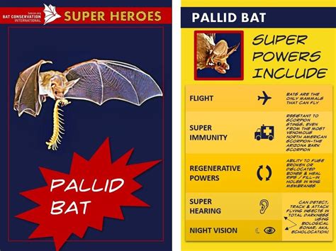 Bat Superpowers: Exploring the Astonishing Abilities of Bats