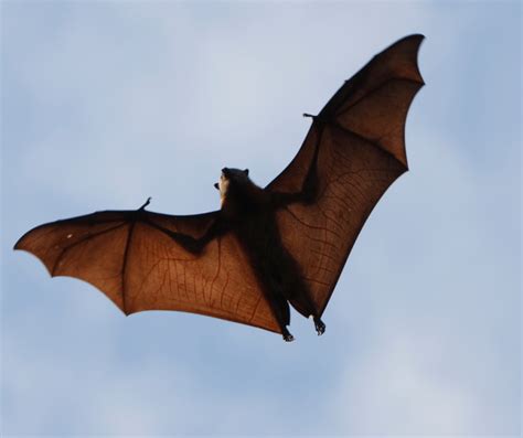 Bat Symbolism in Different Cultures: Revealing the Significance