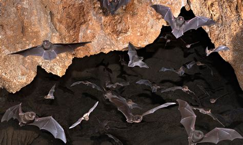 Bat-Watching: Tips and Tricks for Observing Bats in their Natural Habitat