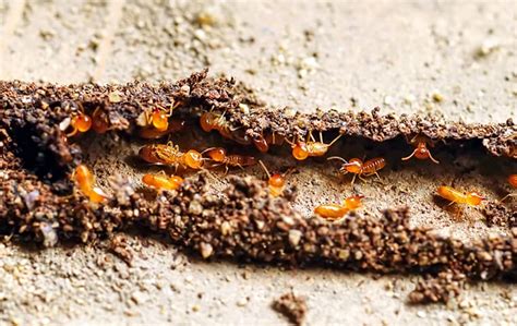 Battling the Bugs: Effective Strategies to Tackle the Termites