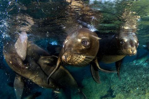 Be amazed by close encounters with mesmerizing marine life