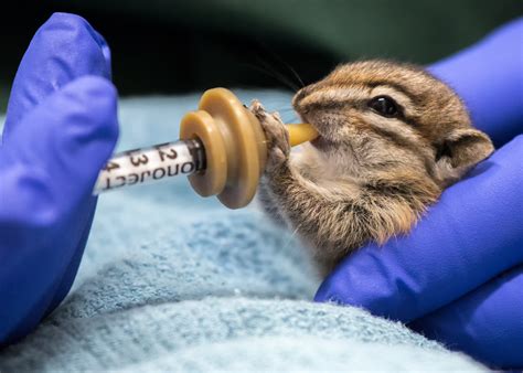 Becoming a Bunny Rescuer: How to Get Involved in Wildlife Rehabilitation