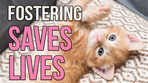 Becoming an Animal Foster Parent: Providing a Safe Haven for Needy Creatures