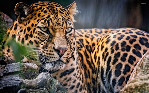 Before Bringing Home a Majestic Leopard: Key Considerations