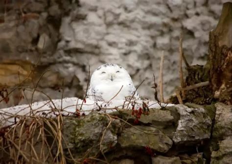 Behavior and Communication of Snowy Owls