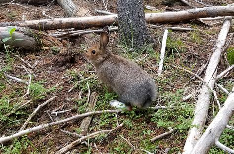 Behind the Camera: Revealing the True Persona of Winter Hare