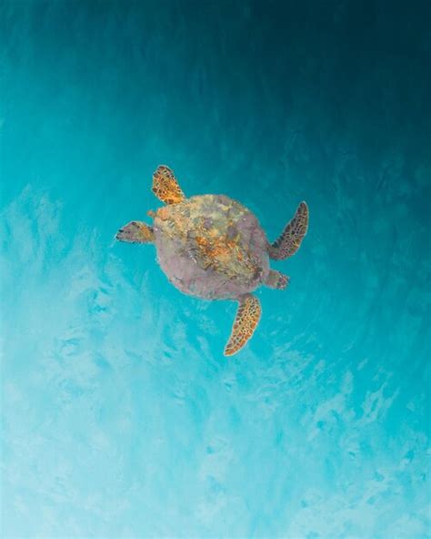 Behind the Enigmatic Voyages of Oceanic Turtles