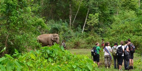 Behind the Scenes: Gain Insight into the Life of Juvenile Pachyderms