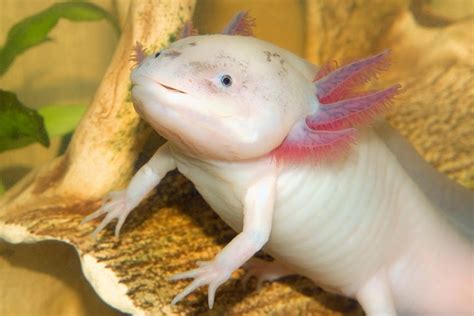 Behold the Walking Axolotl: A True Wonder of Nature