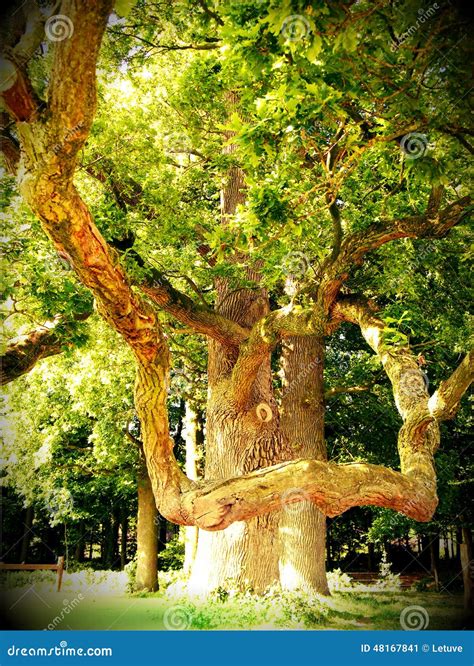 Beneath the Canopy: Exploring the Richness of Life Supported by the Majestic Oak