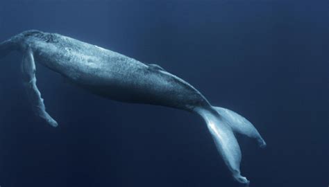 Beneath the Surface: Understanding the Behavior of Majestic Marine Giants