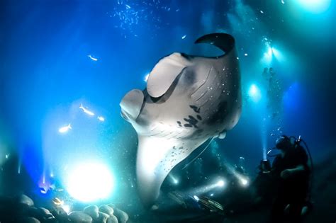 Beneath the Waves: Scuba Dive with Majestic Manta Rays