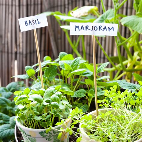 Benefits of Cultivating Your Own Herbs