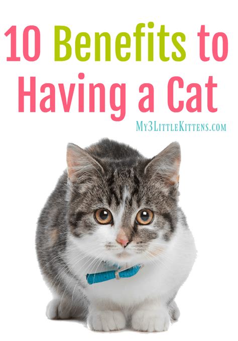 Benefits of Having a Cat as a Pet