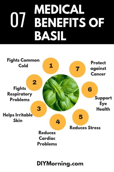 Benefits of Having a Sacred Basil Plant at Home