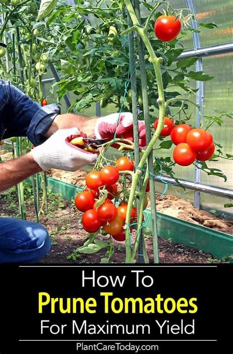 Best Methods for Planting and Nurturing Juicy Tomato Plants