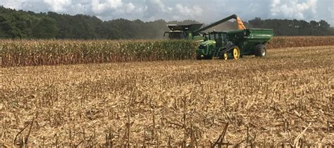 Best Practices and Techniques for a Successful Corn Harvest