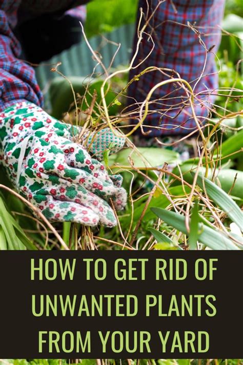 Best Practices for Maintaining a Garden Free from Unwanted Plants