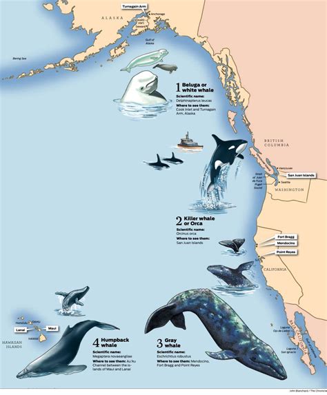 Best Time to Spot Whales in Different Locations