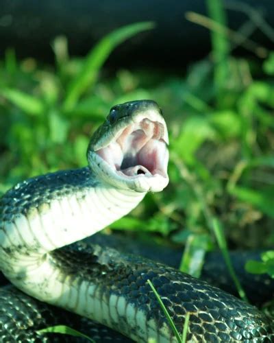 Beware of Hidden Threats: Snake Bites as an Allegory for Deception