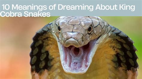 Beware or Embrace? Exploring the Different Interpretations of Dreams Featuring Cobra Snakes